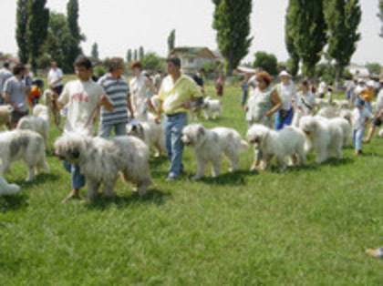 olimpia 81 - O-Bucuresti-Olimpia 2003