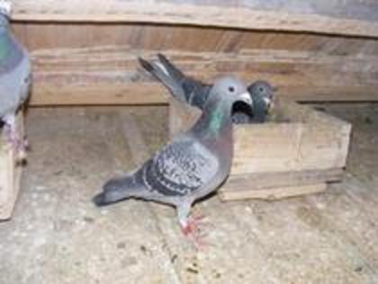 fica din masculul *99 Morosan Catalin