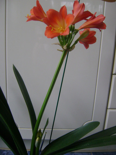 formare tija 2-a - CLIVIA