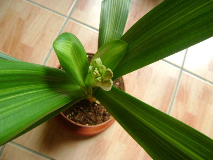 clivia variegata- - CLIVIA
