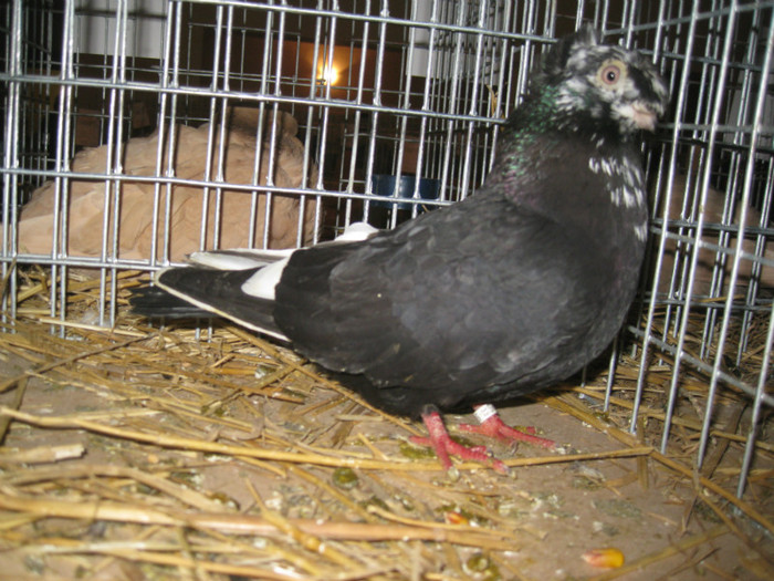 IMG_0500 - Gataia 2012