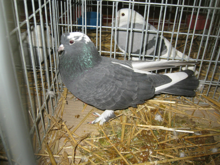 IMG_0502 - Gataia 2012