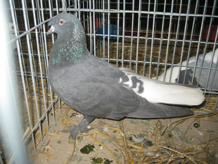 IMG_0503 - Gataia 2012