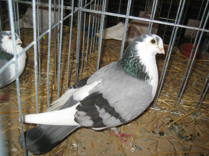 IMG_0504 - Gataia 2012