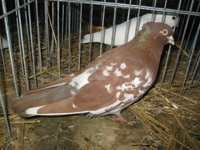 IMG_0506 - Gataia 2012