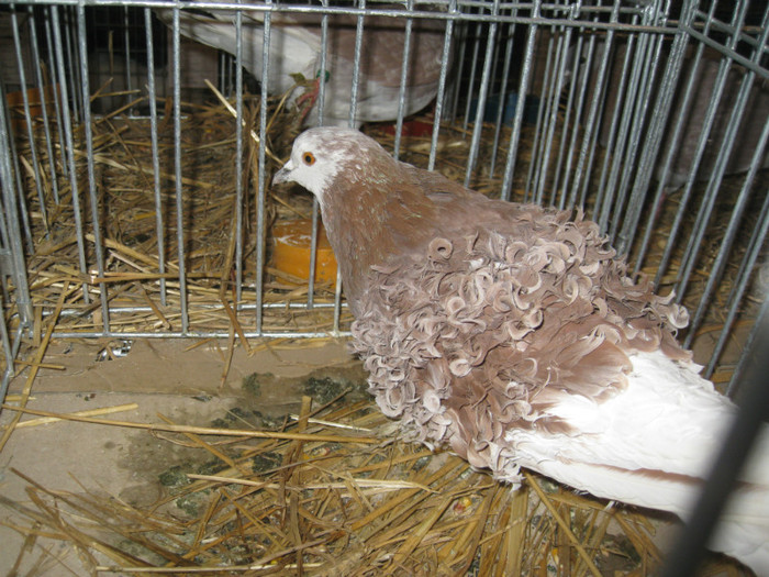 IMG_0508 - Gataia 2012