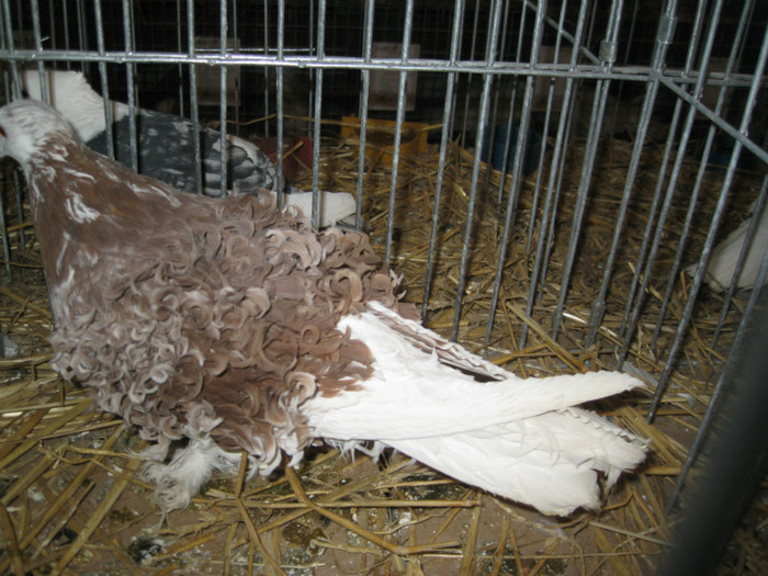 IMG_0509 - Gataia 2012