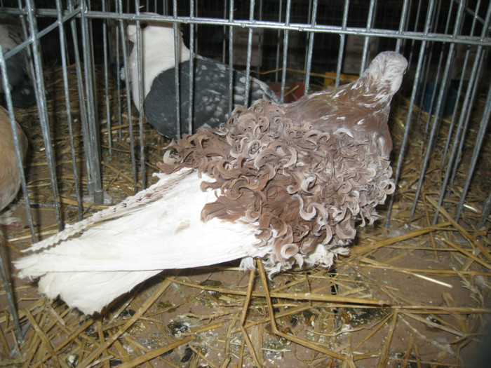 IMG_0510 - Gataia 2012