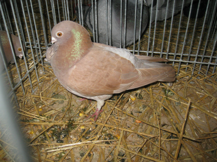 IMG_0511 - Gataia 2012