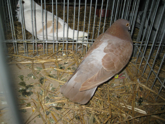 IMG_0512 - Gataia 2012