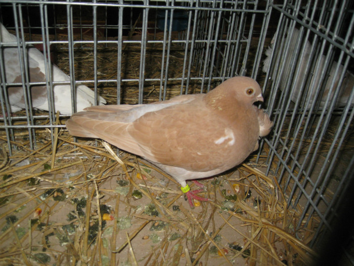 IMG_0513 - Gataia 2012