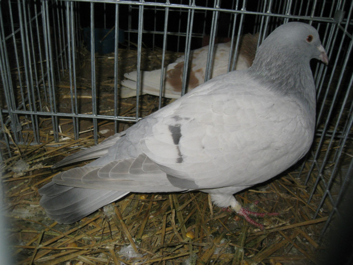 IMG_0516 - Gataia 2012