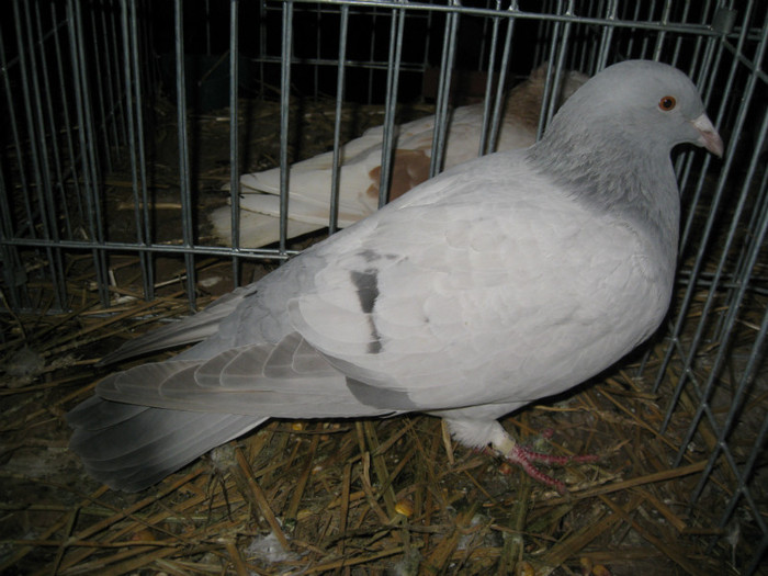 IMG_0517 - Gataia 2012