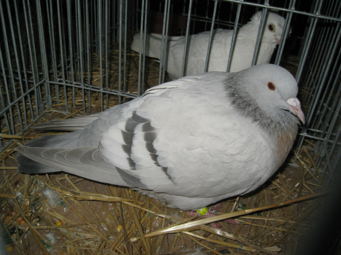 IMG_0519 - Gataia 2012