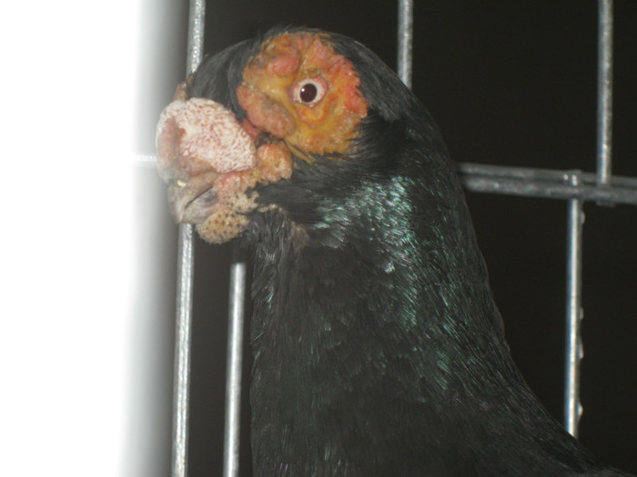 IMG_0522 - Gataia 2012