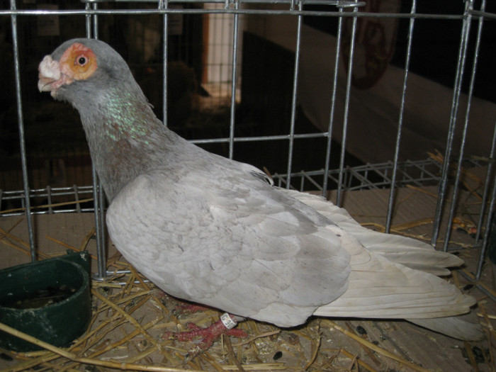 IMG_0523 - Gataia 2012