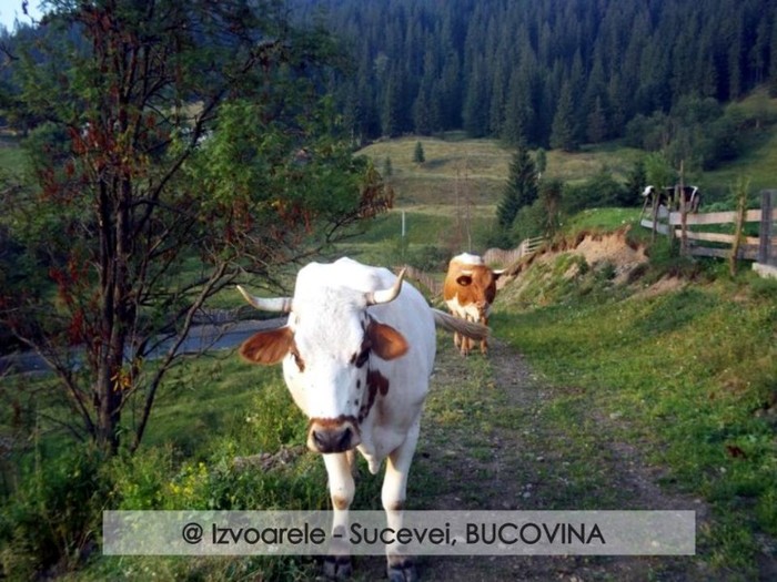 298494_107102996066598_100003006940247_54329_1269145173_n - BUCOVINA COLT DE RAI