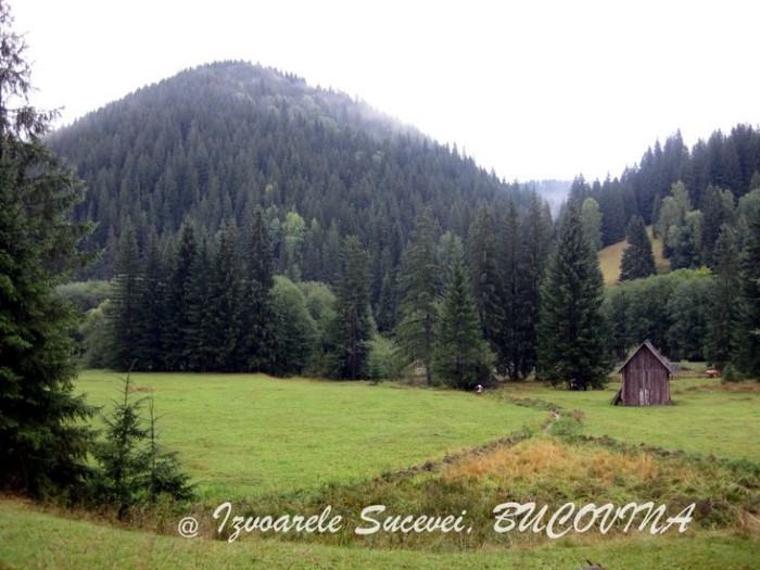 298623_115489678561263_100003006940247_92786_296076423_n - BUCOVINA COLT DE RAI
