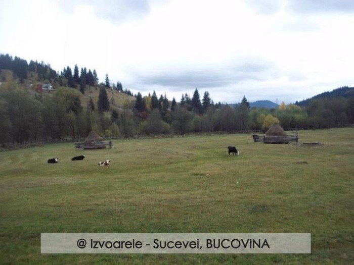 303145_107013092742255_100003006940247_53369_902174199_n - BUCOVINA COLT DE RAI