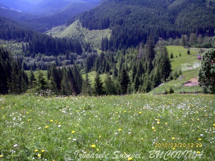 379478_125673400876224_100003006940247_129446_609612543_n - BUCOVINA COLT DE RAI