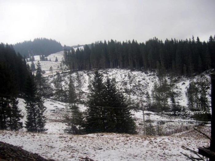 387612_137419863034911_100003006940247_161928_1295336089_n - BUCOVINA COLT DE RAI