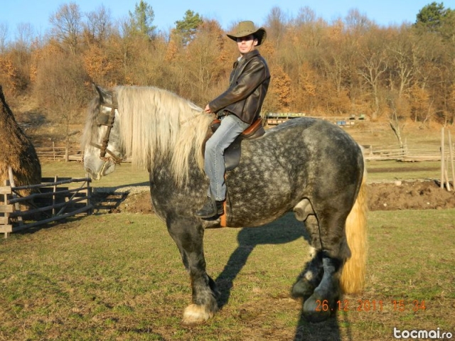 2585307_4 - BUCOVINA COLT DE RAI