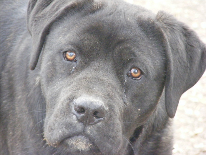 Picture 073 - C Cane corso