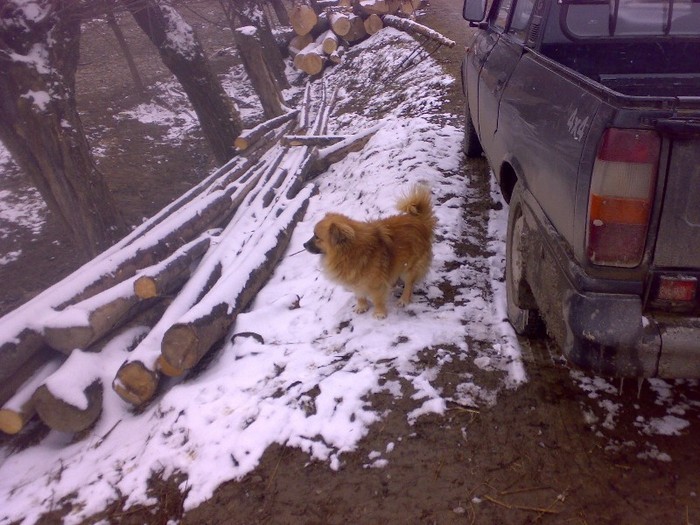 270320111658 - GEMENEA satu meu