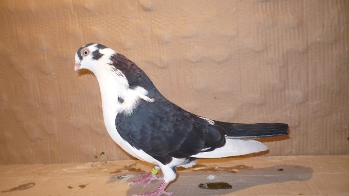 Dat la Adi Nemes - D- Porumbei JUCATORI DE GALATI VANDUTI Album 1