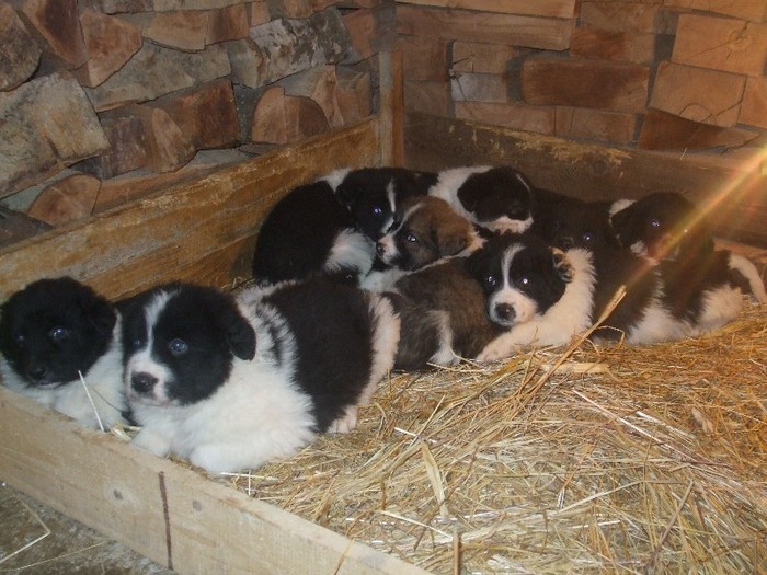 toti au o luna si o saptamana