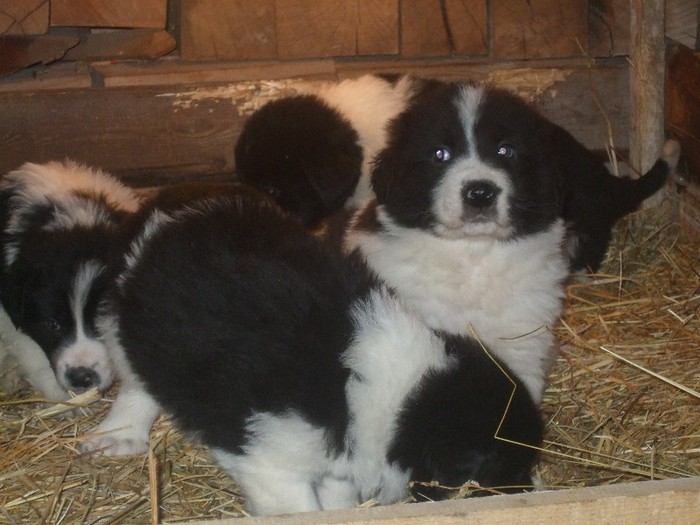 toti au o luna si o saptamana