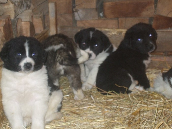 toti au o luna si o saptamana