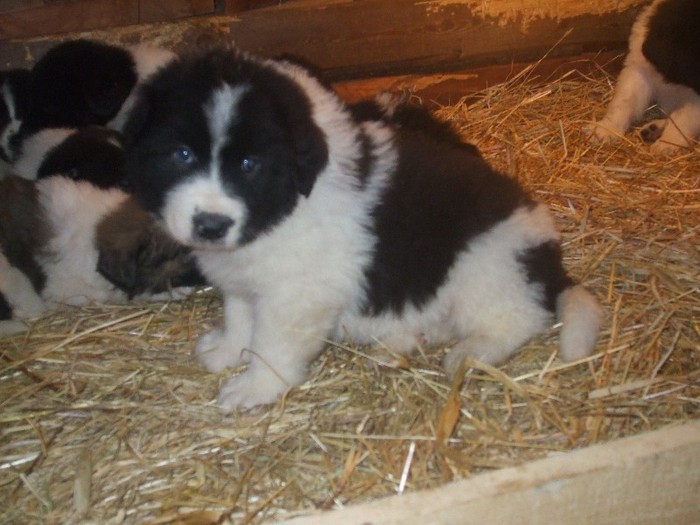 toti au o luna si o saptamana