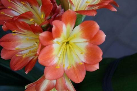 multipetal -double-decker