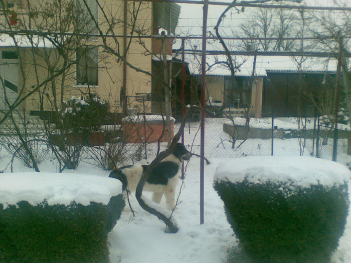 19012012(002) - caini ciobanesti de bucovina care au fost sau sunt in proprietatea mea