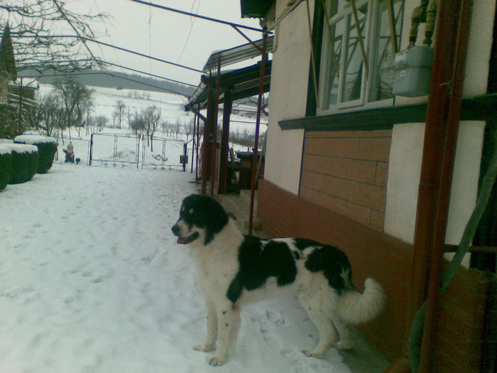 19012012(005) - caini ciobanesti de bucovina care au fost sau sunt in proprietatea mea
