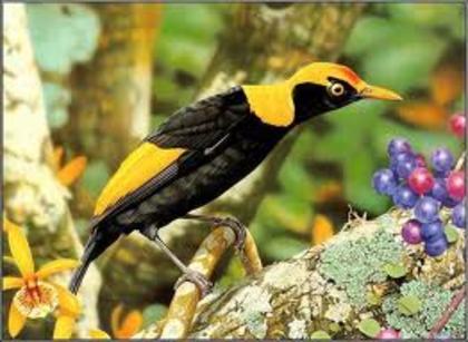 images (29) - Poze artistice