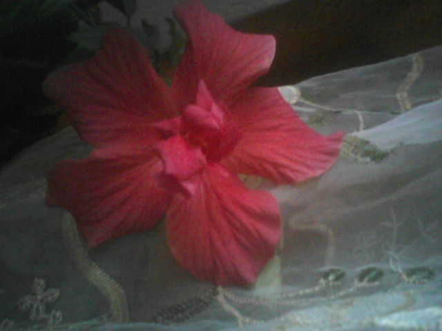 floarea deschisa complet!