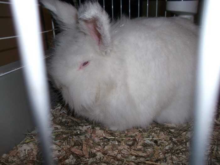 angora ,