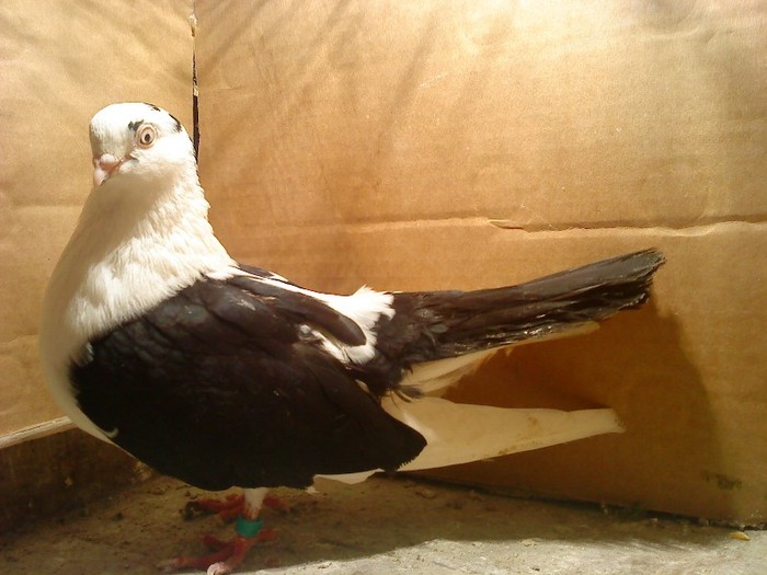 Data la Adi Nemes - D- Porumbei JUCATORI DE GALATI VANDUTI Album 1