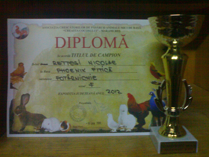 19012012858 - cupe si diplome