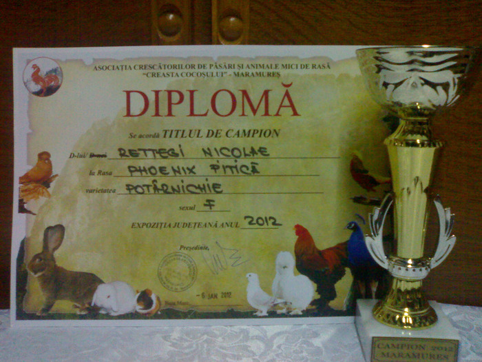 19012012859 - cupe si diplome