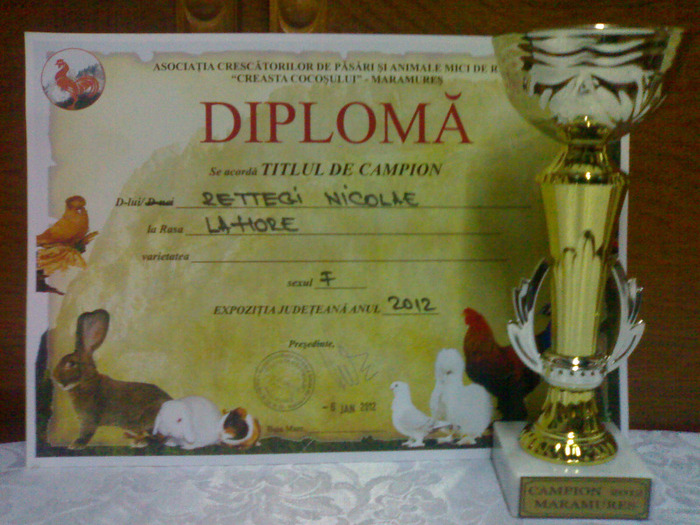 19012012861 - cupe si diplome