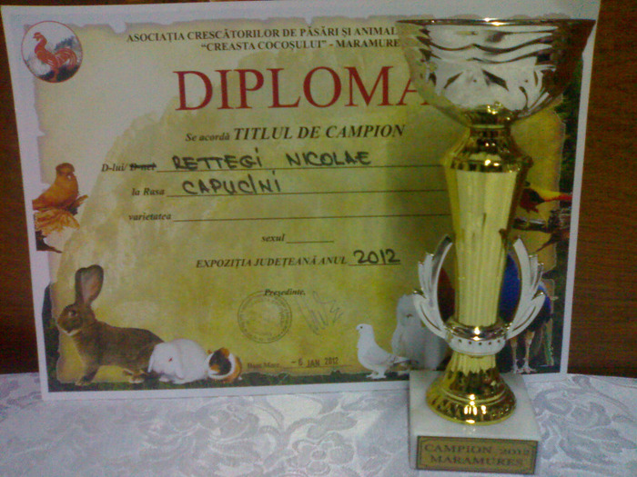 19012012862 - cupe si diplome