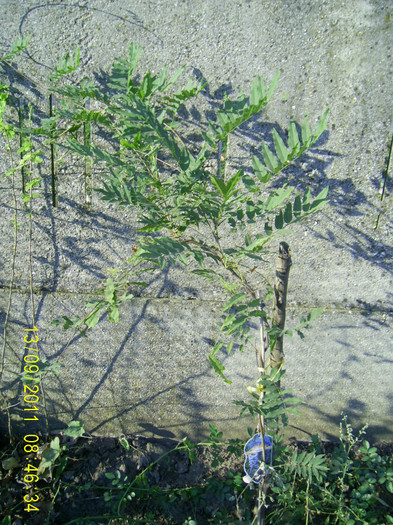 PIC_0118 - wisteria