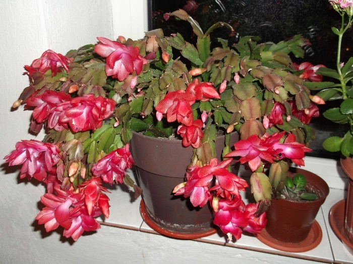 craciunita Martei - FLORI DIVERSE