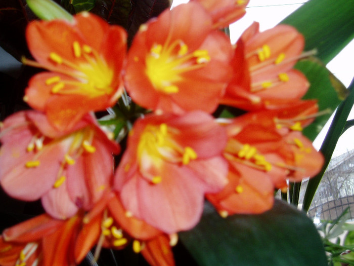 Clivia