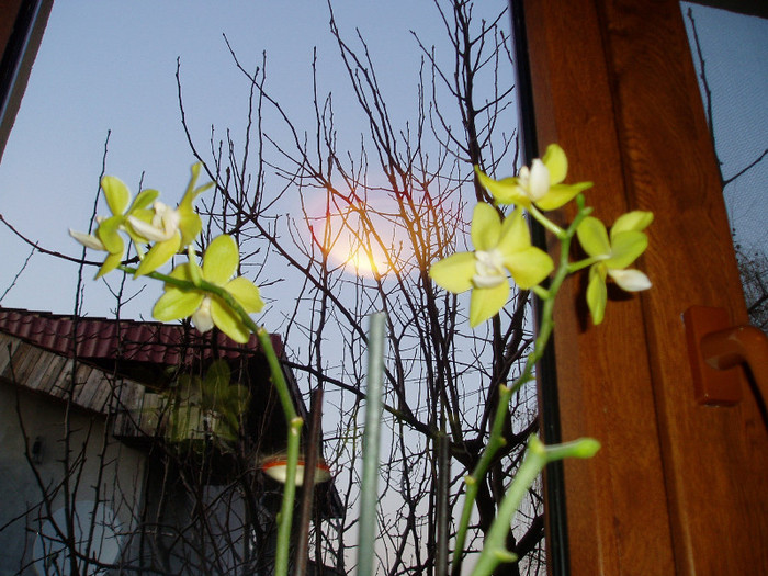 orhidee reinflorita - Flori 2012
