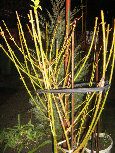 20 ian 2012; in curand infloreste...

