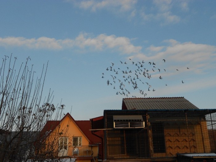 in zbor - POZE PORUMBEI CRESCATORIE